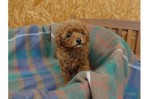 成約済の宮城県のトイプードル-143952の7枚目